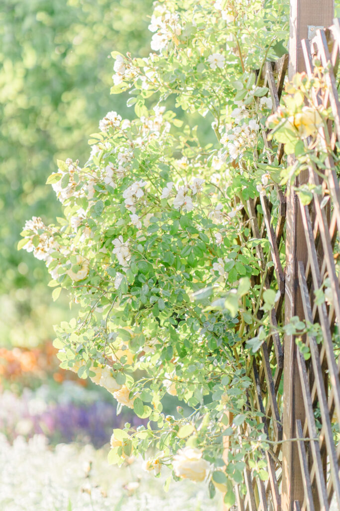 Blumengärten Hirschstetten Paarfotos Donaustadt Fotografin Wien Hochzeit Blumengärten Hirschstetten